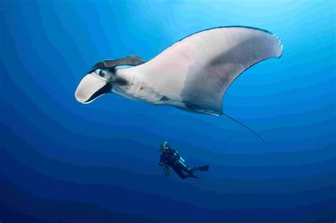 The Natural Predators of Hawaii's Oceanic Manta Rays
